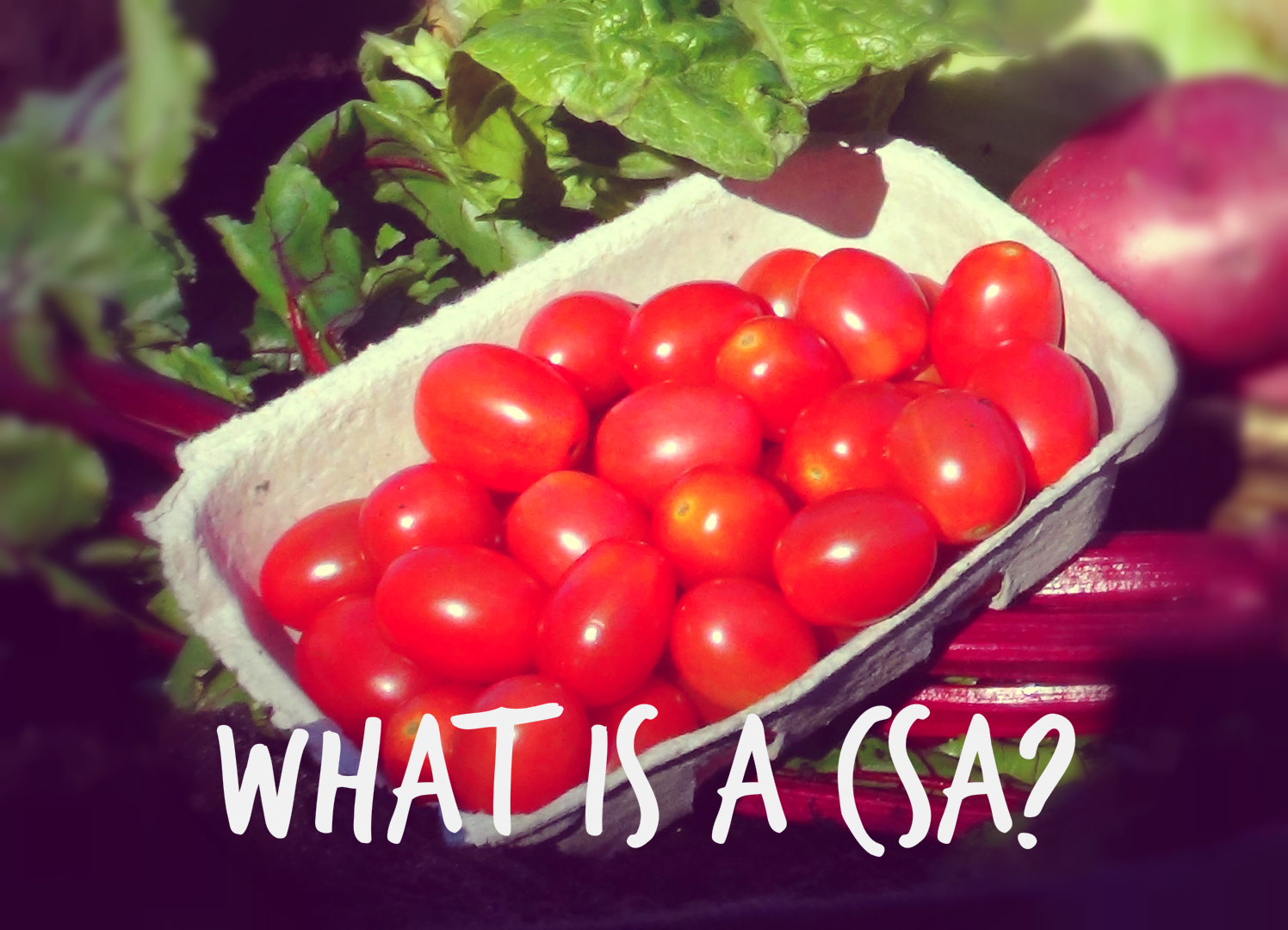 what is a csa