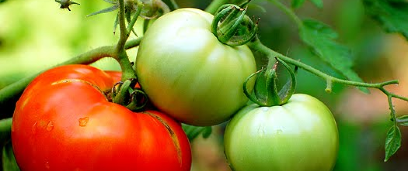 How to Plant Tomato Plants